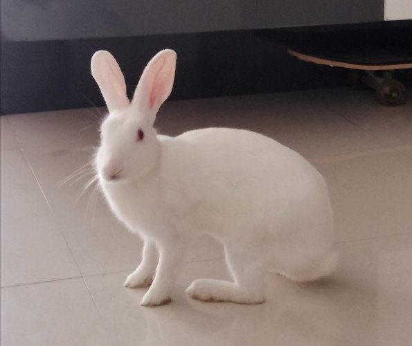 Rabbit for Sale 1 Year old with cage