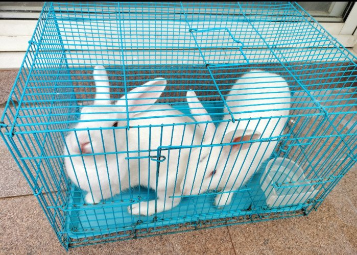 Rabbit for Sale 1 Year old with cage