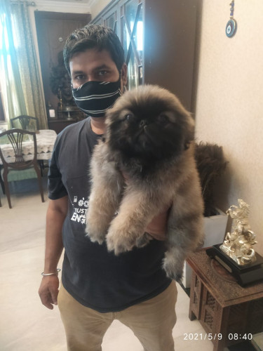 LHASA APSO PUPPIES READY TO GO NEW HOMES WANT NEW FRIENDS TO SPREAD LOVE ROYAL ORCHID PAWS