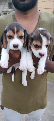 Dehradun Buy&Sell dogs,Buy dogs online puppies for sale pet dogs