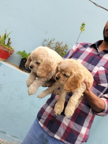 american cocker pupps available call me