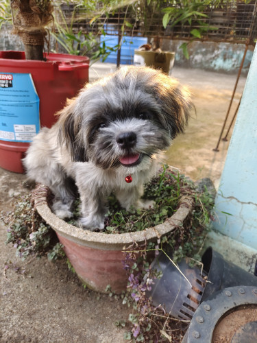Shih Tzu