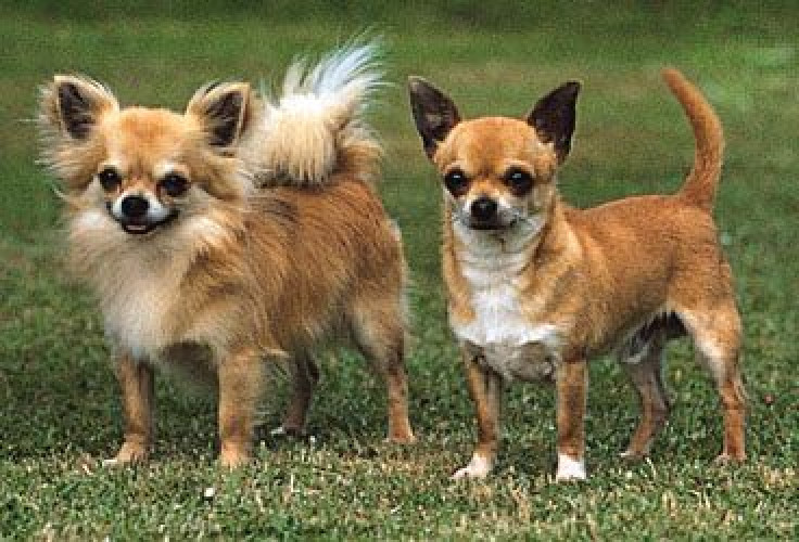 Chihuahua and many more pups ava.