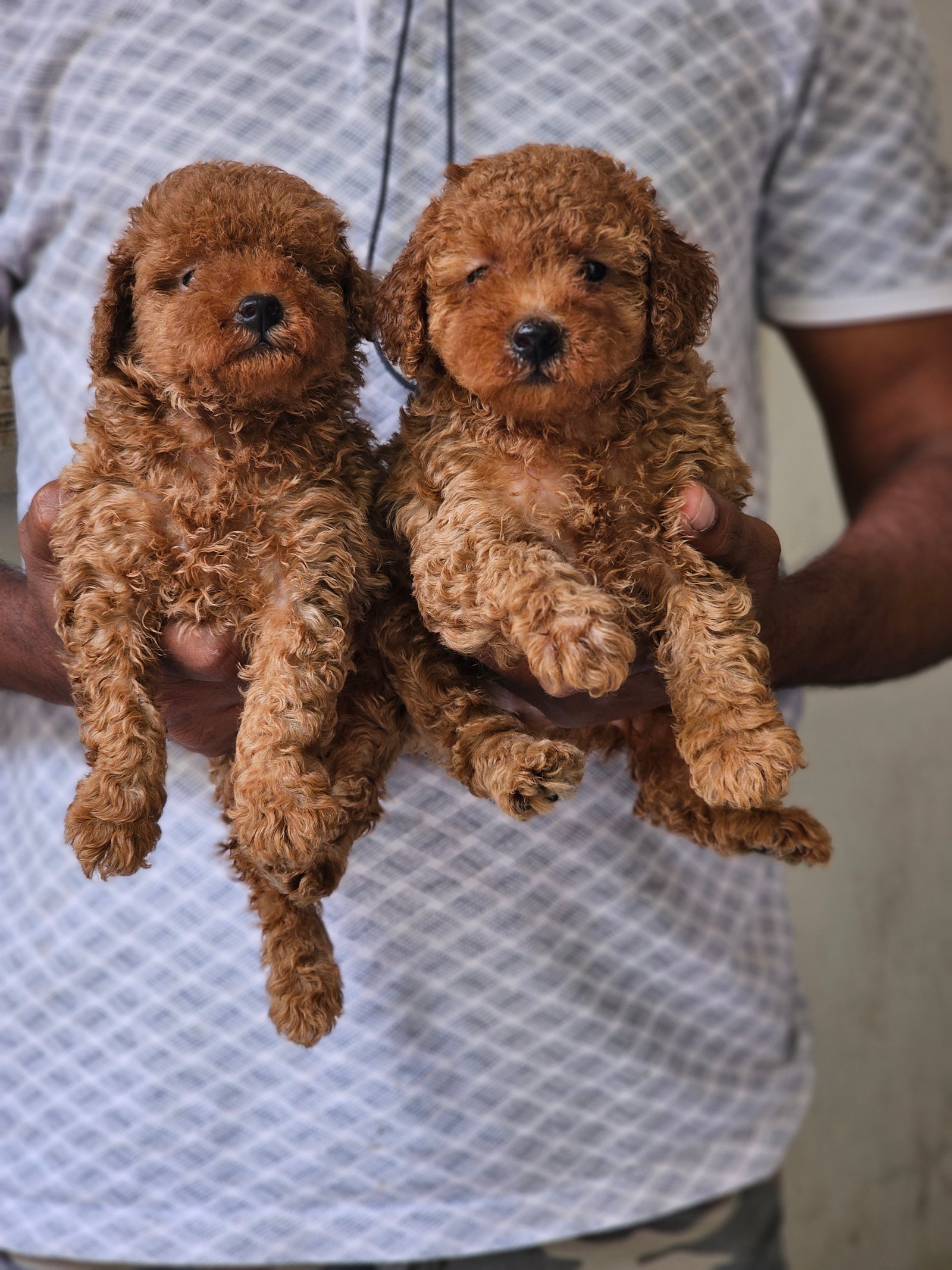 Poodle Puppies Are Avilable