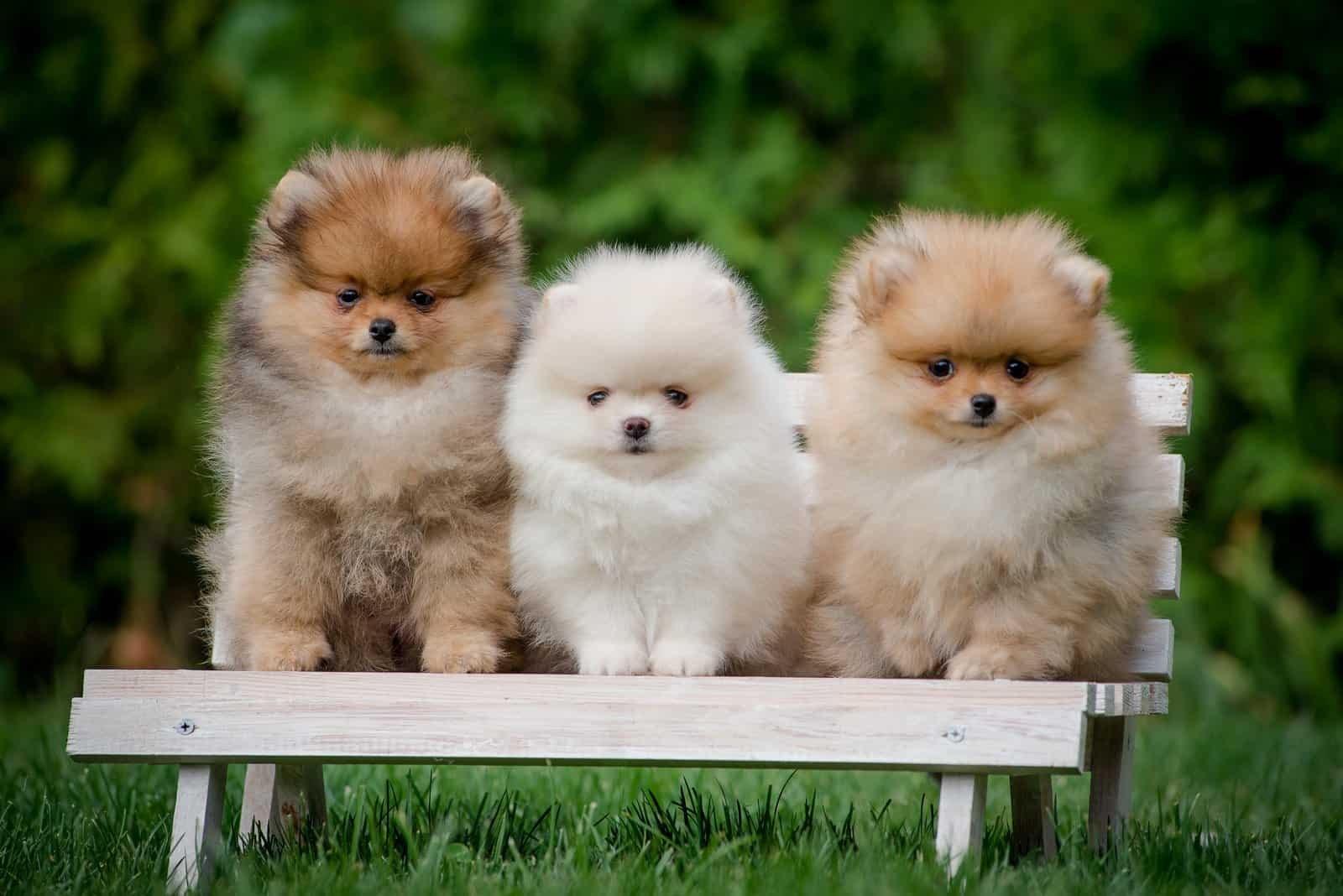 Trust Kennel Toy Cultural Pom Pups Available Here