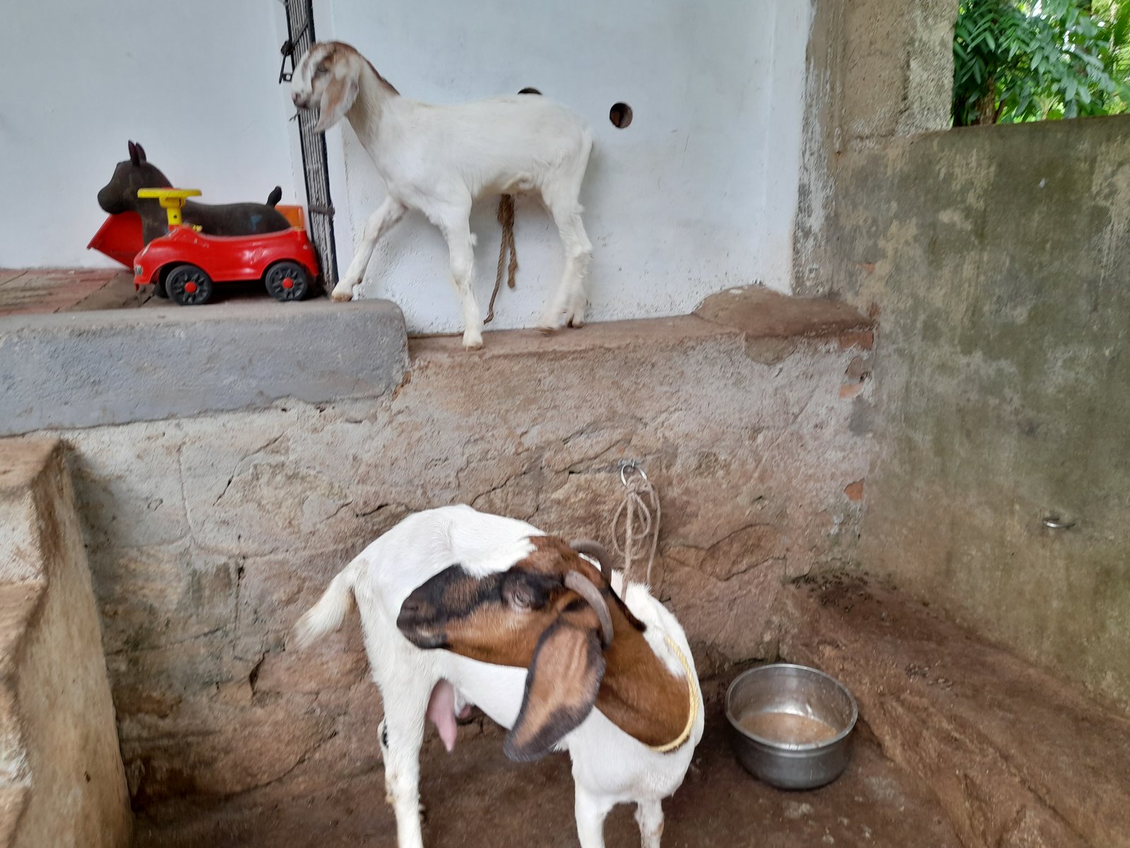 goat-for-sale-iid-737816