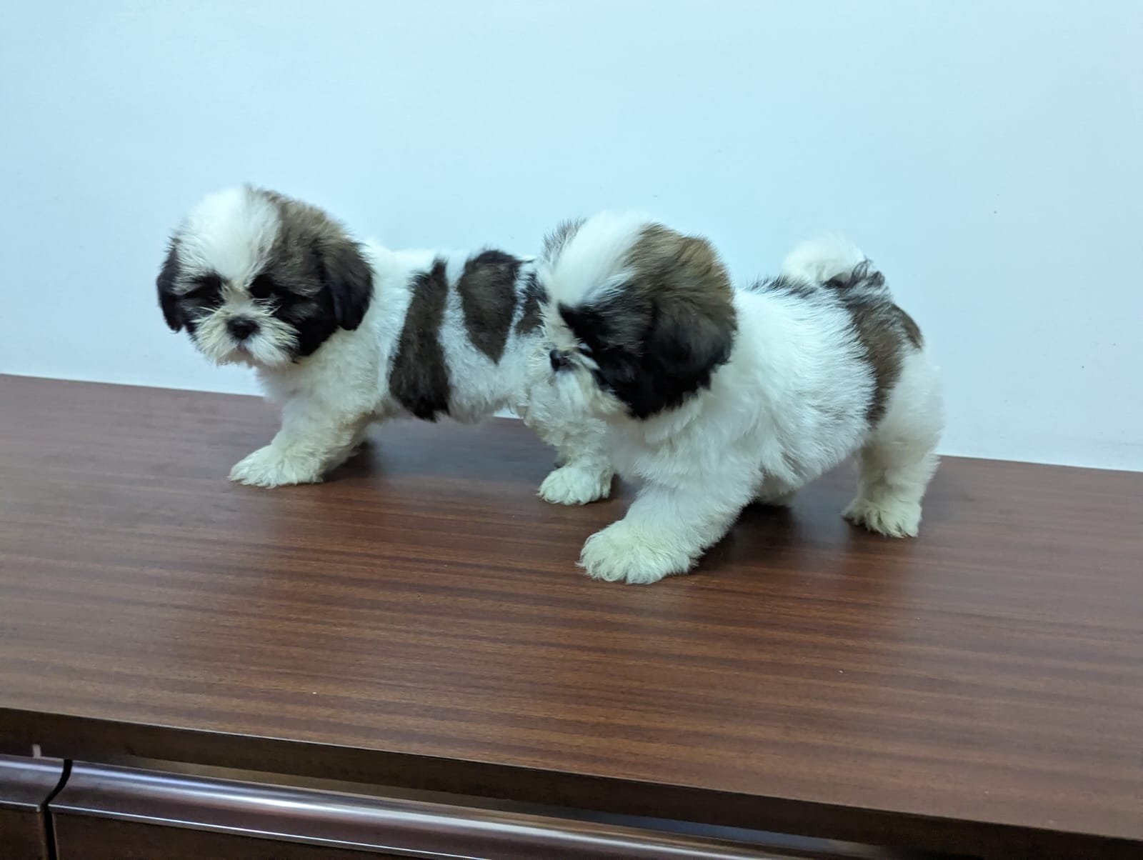 Shihtzu puppies