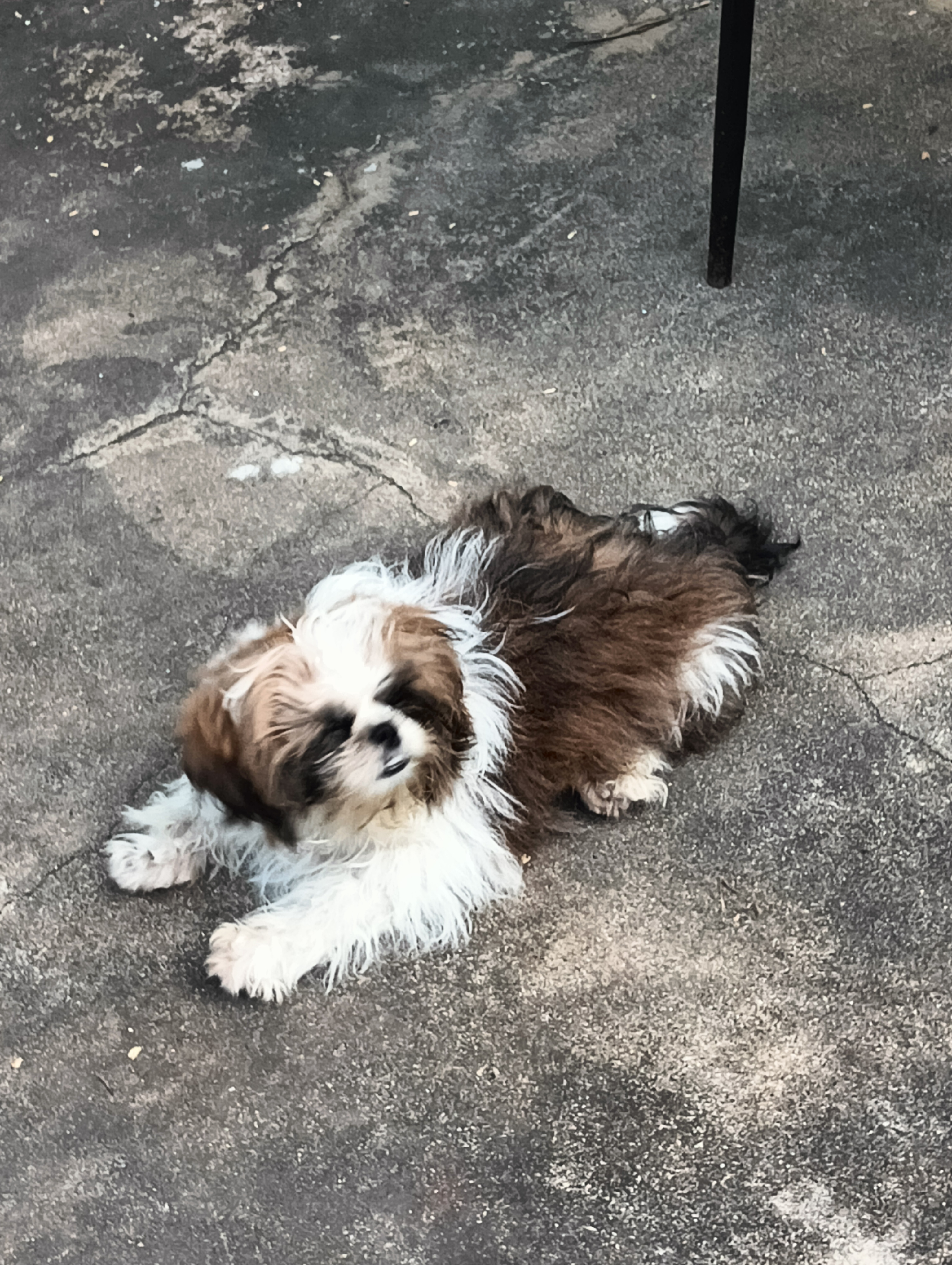 Shih tzu