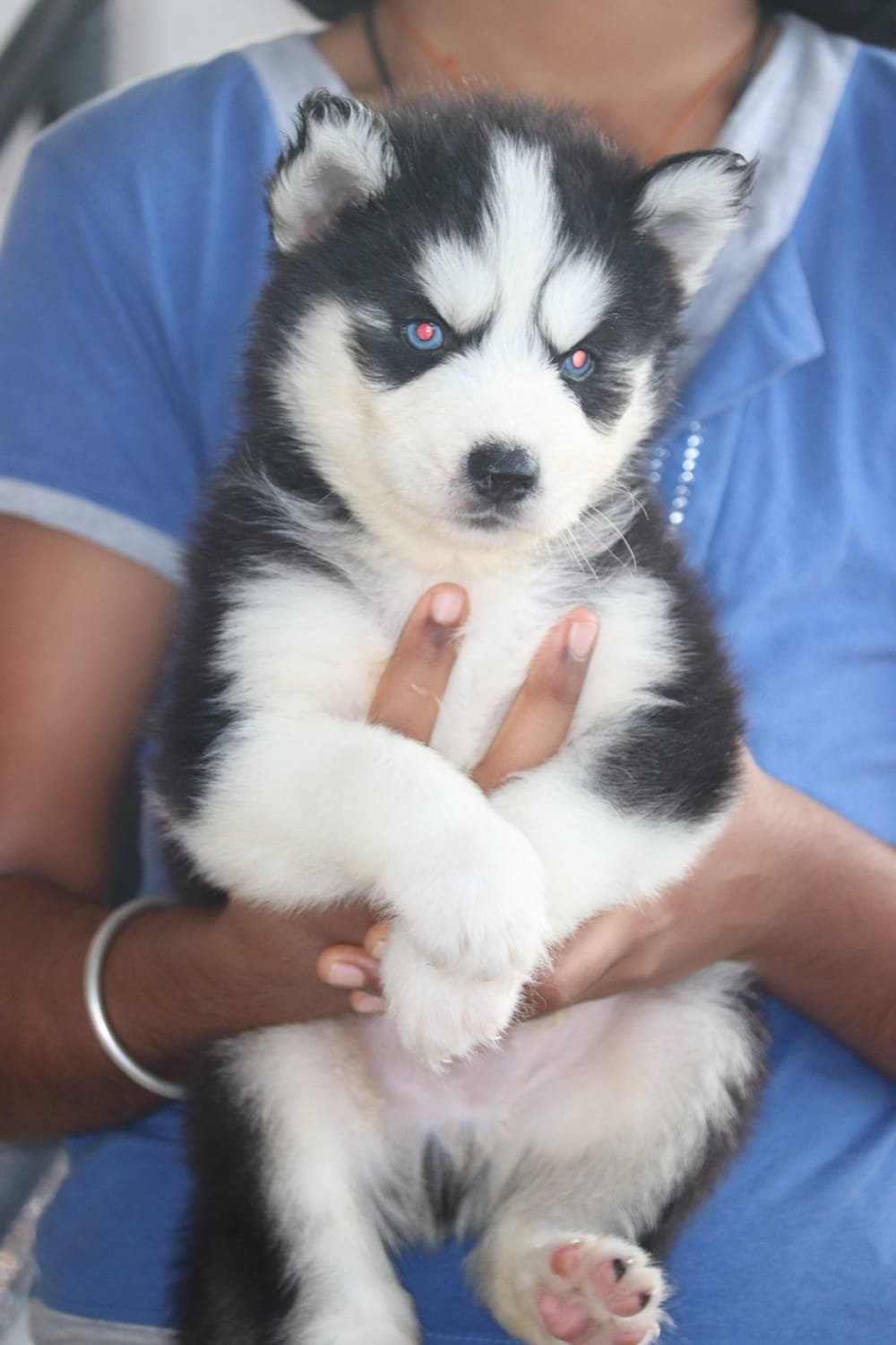 Husky puppies available in Chennai