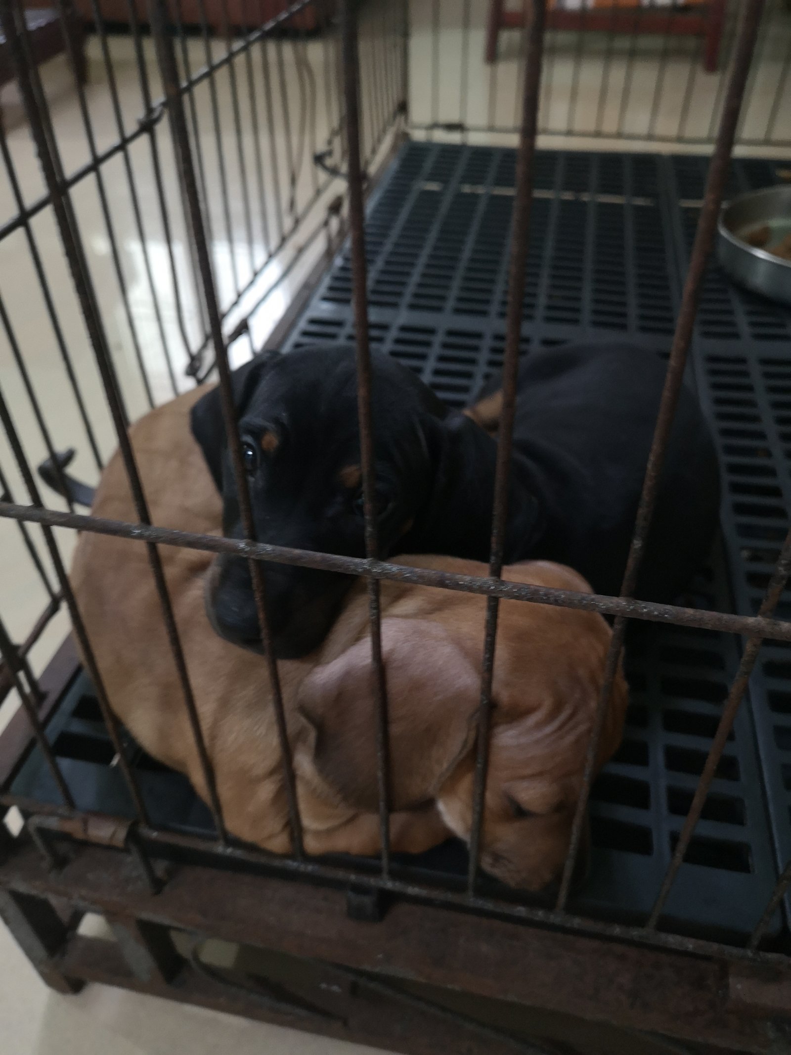 Puppies for sale in kanhangad kasragod dist kerala