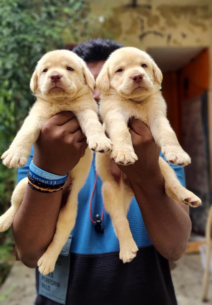 Top Quality Lab puppies available in Best price