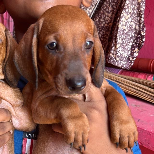 Dachshund puppy available for sale only in 4000 Dachshund puppy| Dachshund dog for sell