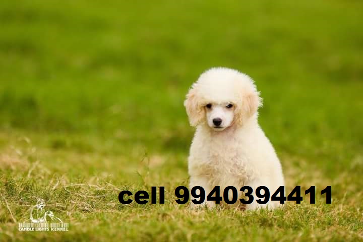 toy poodle puppies for sale in chennai