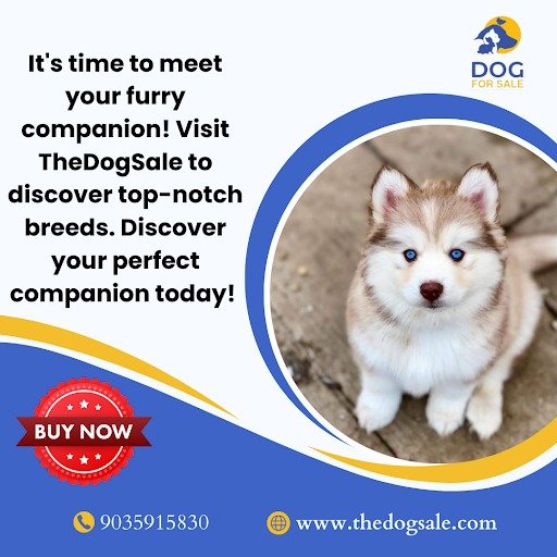 Husky puppies for sale in Bangalore