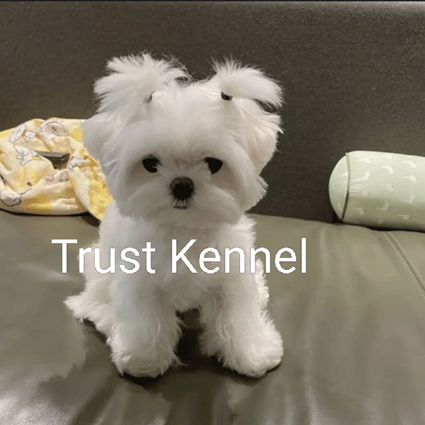 Maltese Pups For Sale TrustKennel