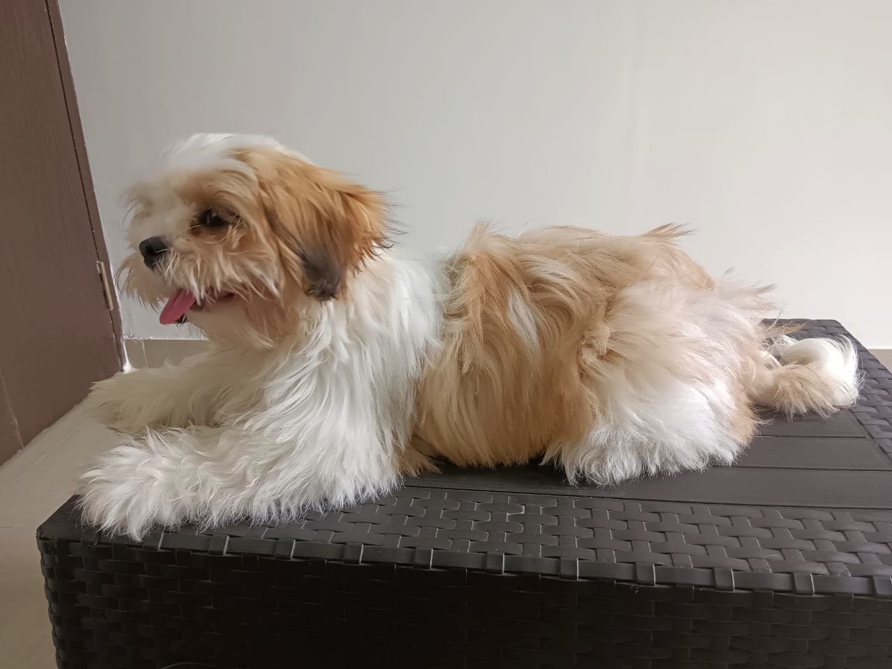 Lhasa apso