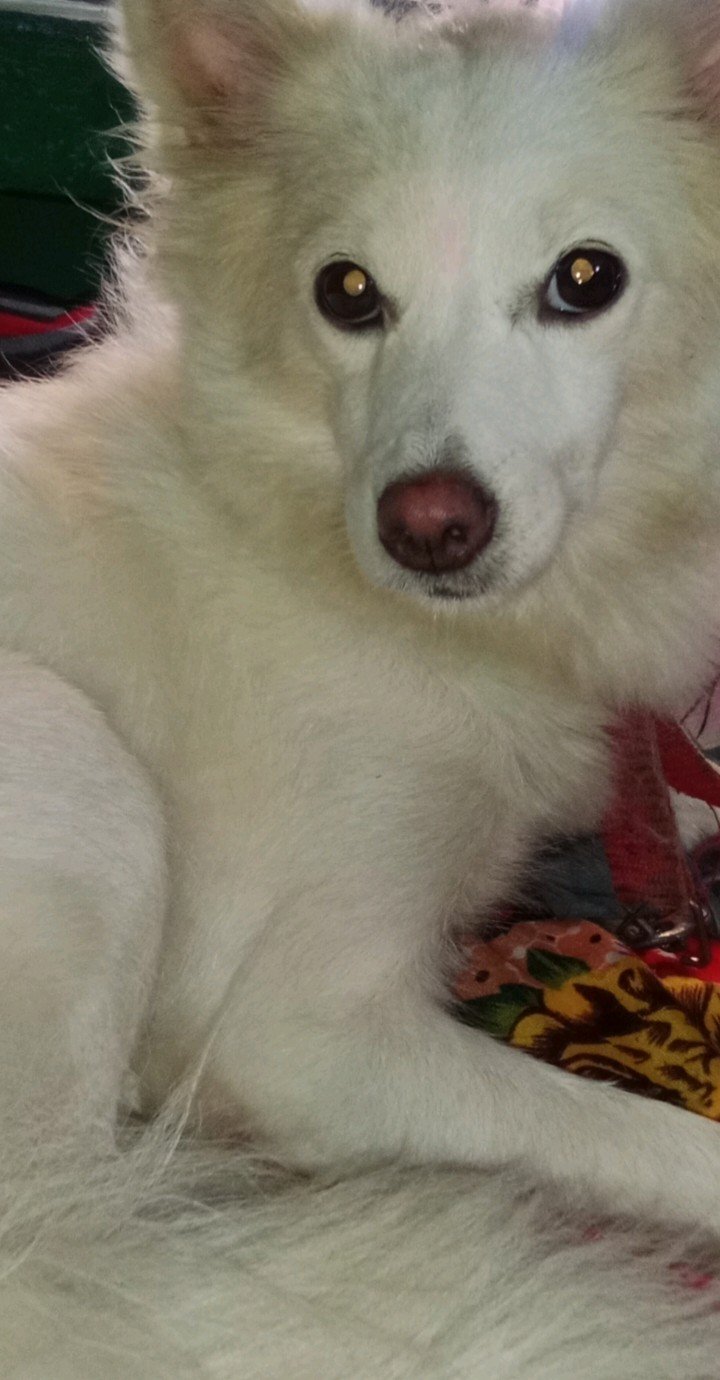 white pomeranian dog