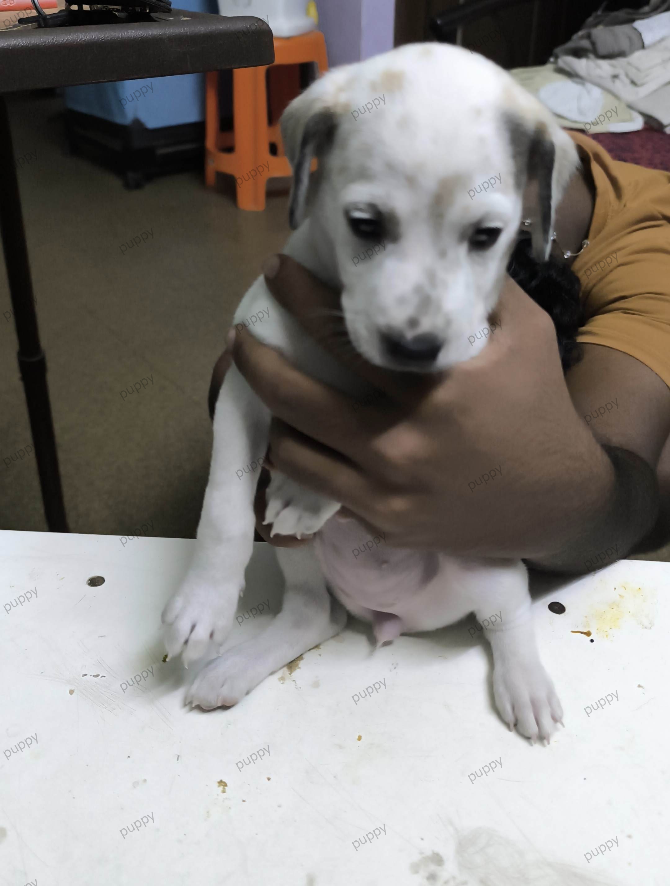 Dalmation