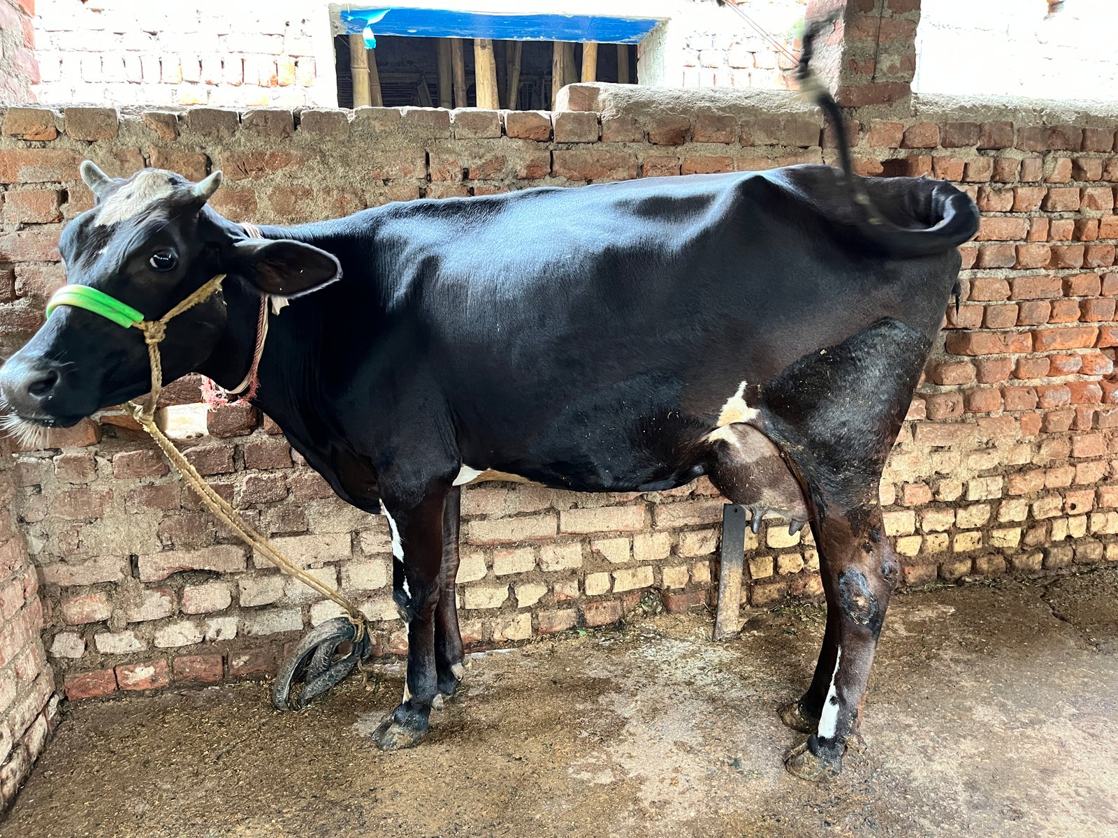 cow-sell-for-this-iid-738218