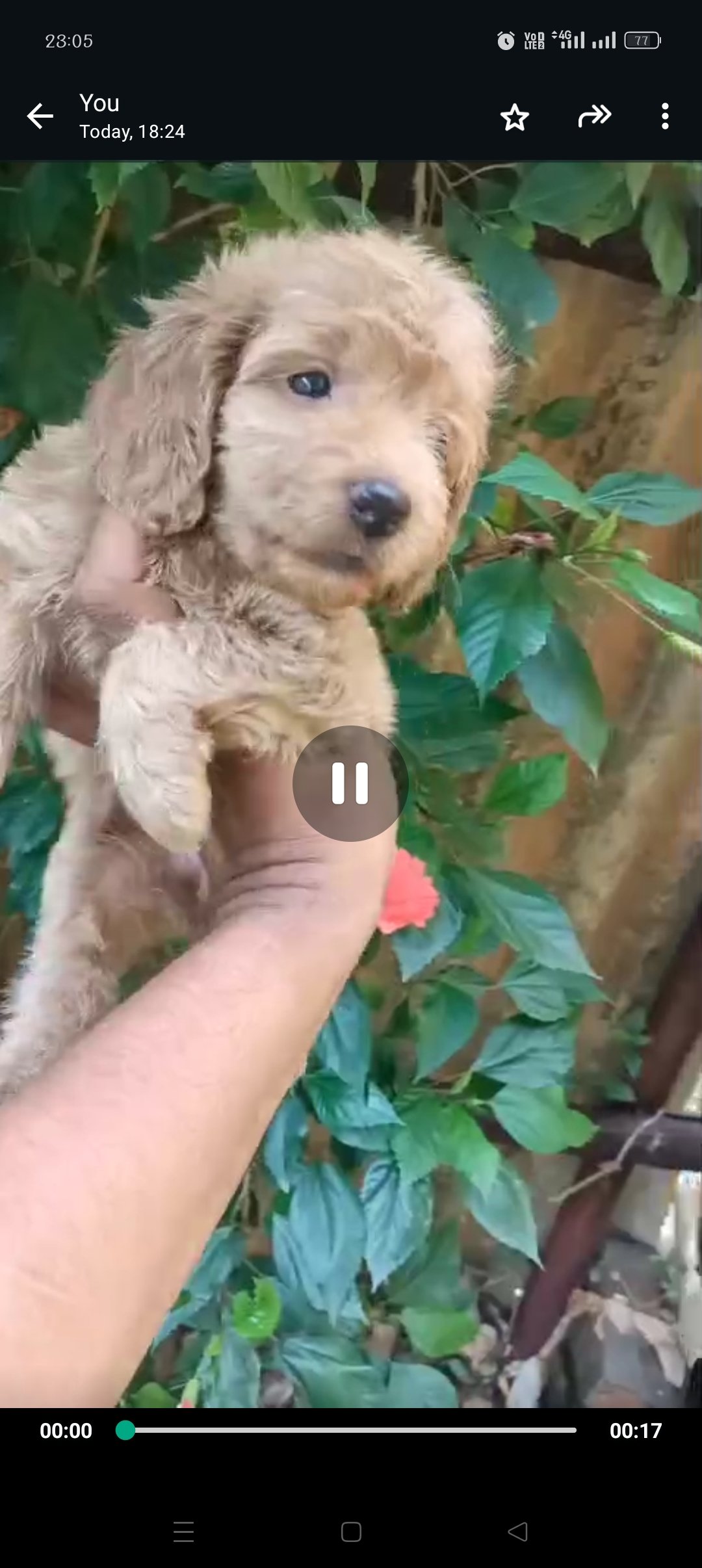 poodle-dog-for-sale-iid-738329