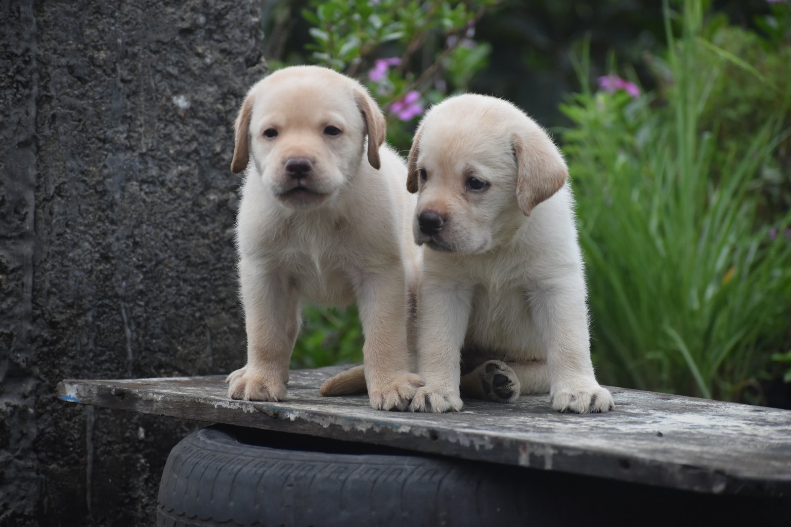 adorabale-labrador-puppies-available-iid-738339