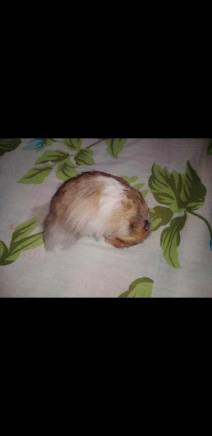 hamster-for-sale-iid-738358