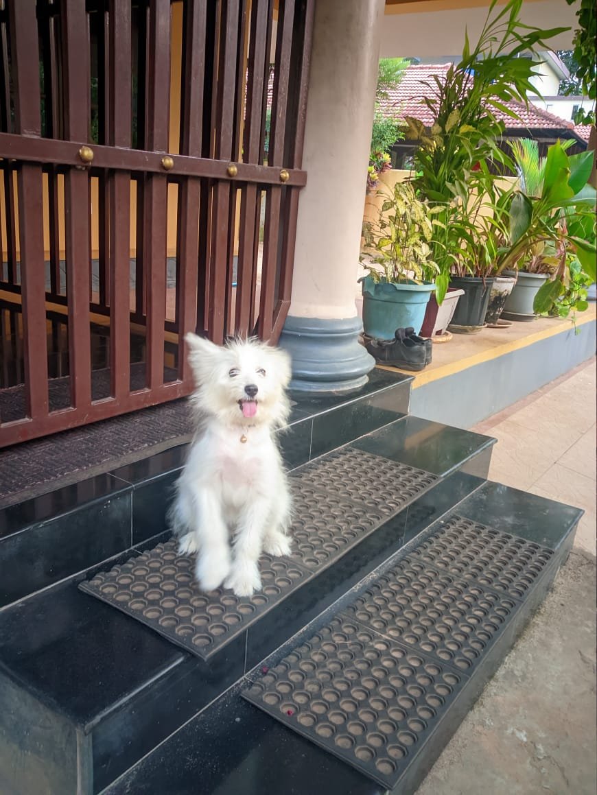 Lhasa apso