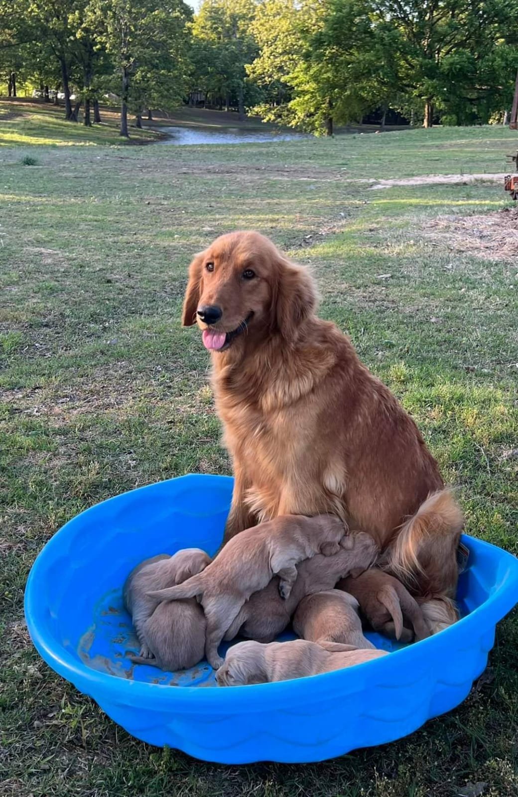 Golden retriever puppies