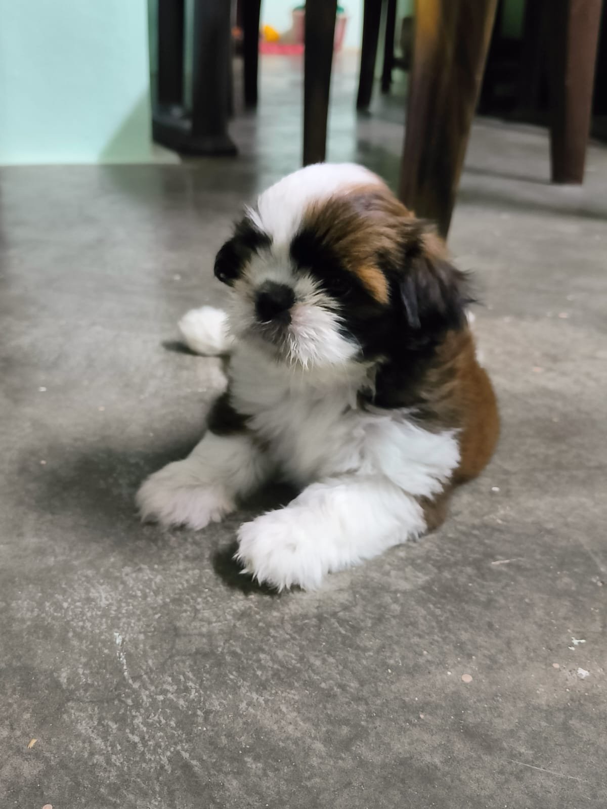 Shihztu puppies available in Chennai