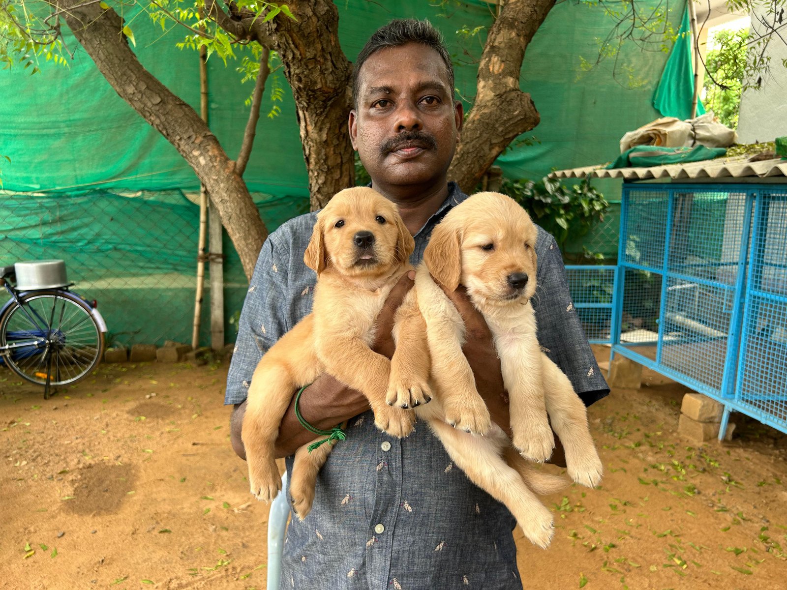 Golden retriever puppies available in Chennai