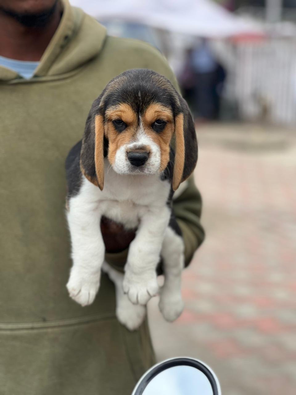 Beagle puppy available in Chennai