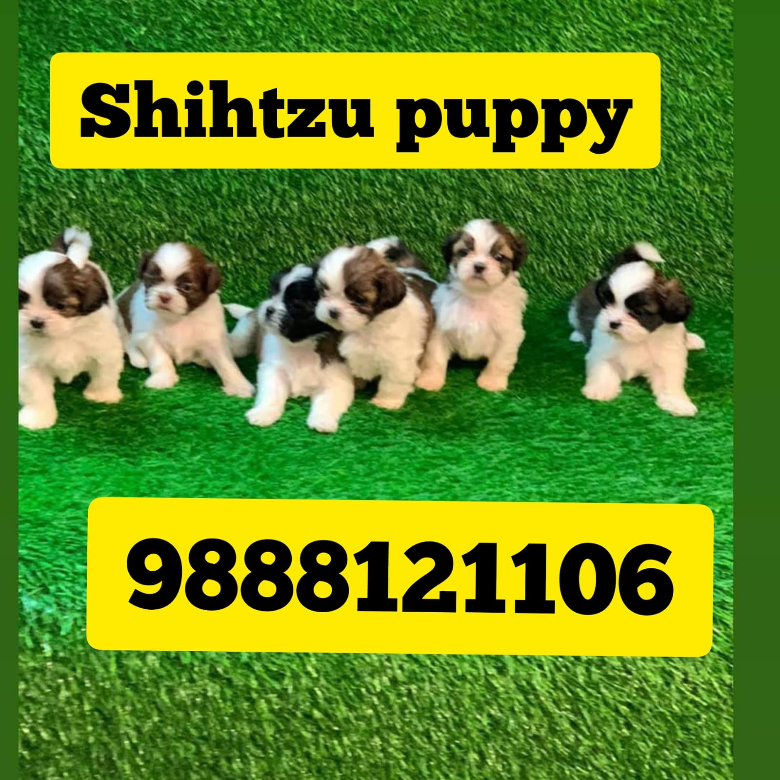 Shitzu puppy buy punjab jalandhar kapurthala