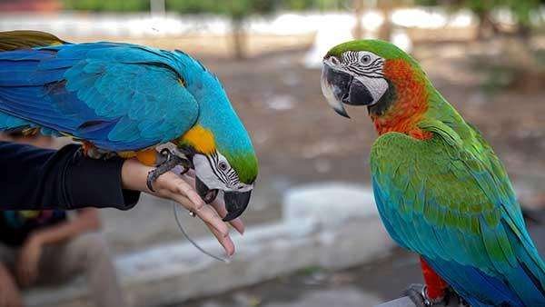 macaw-parrot-iid-738535