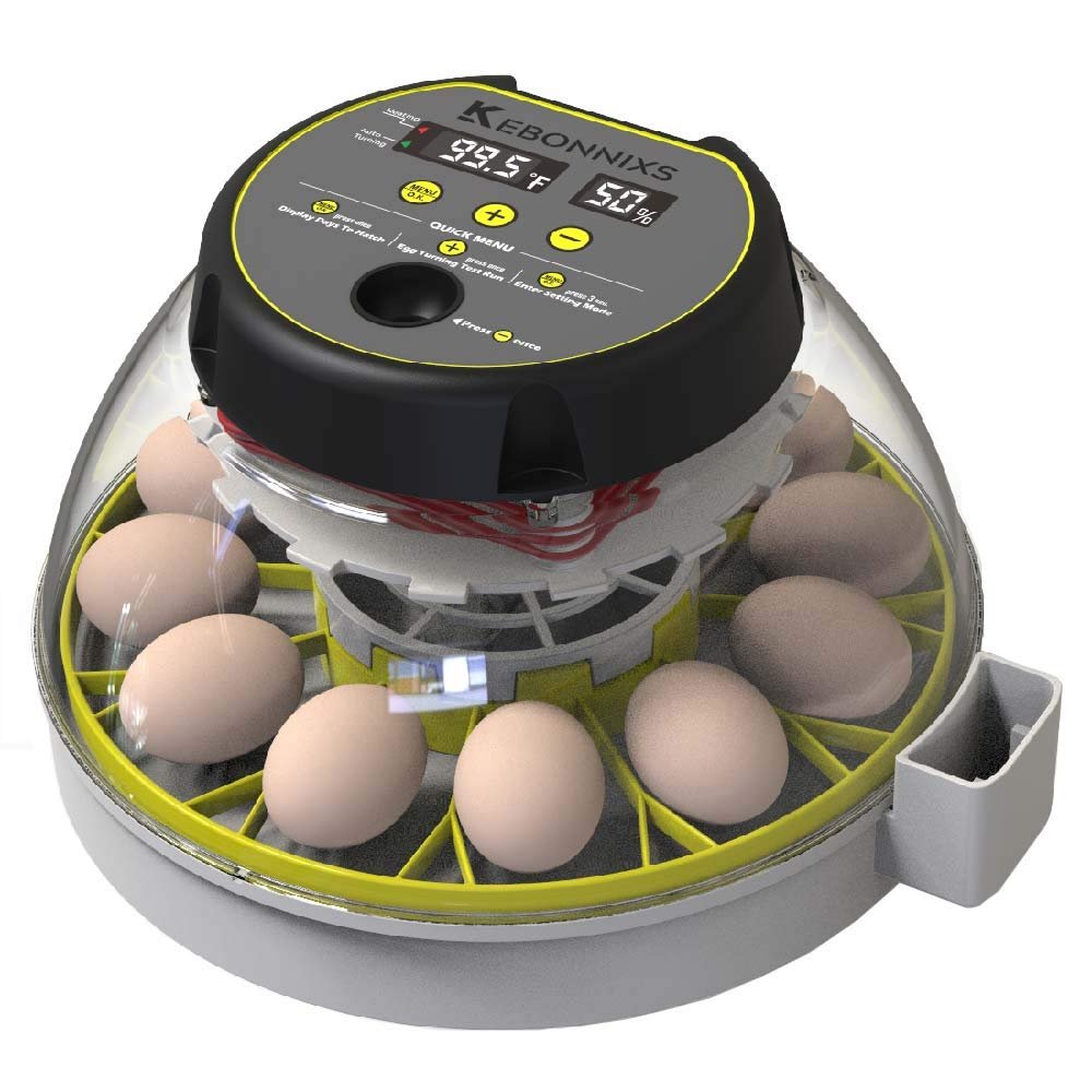 incubator-if260-iid-738536