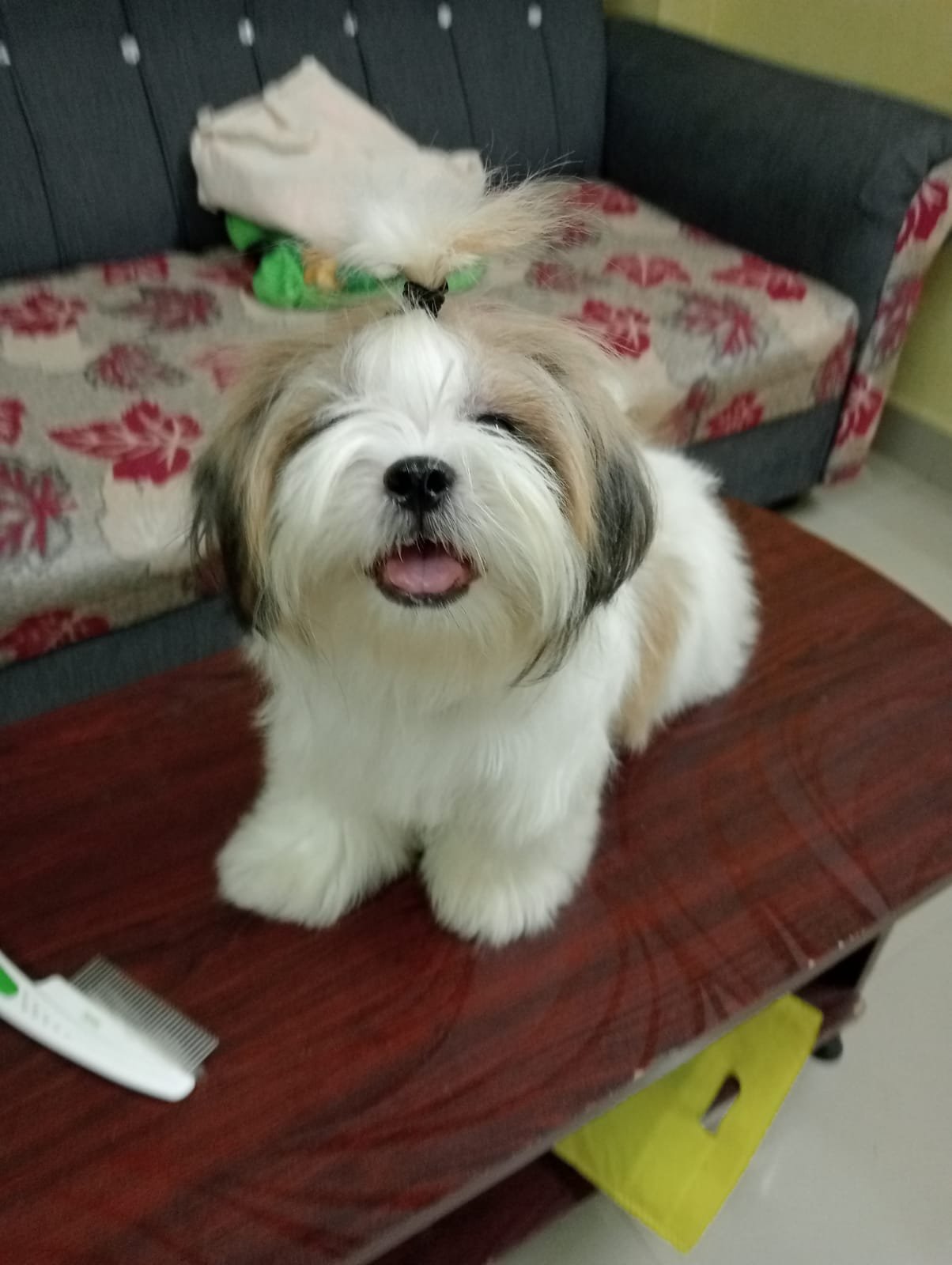 Shihztu puppies available in Chennai