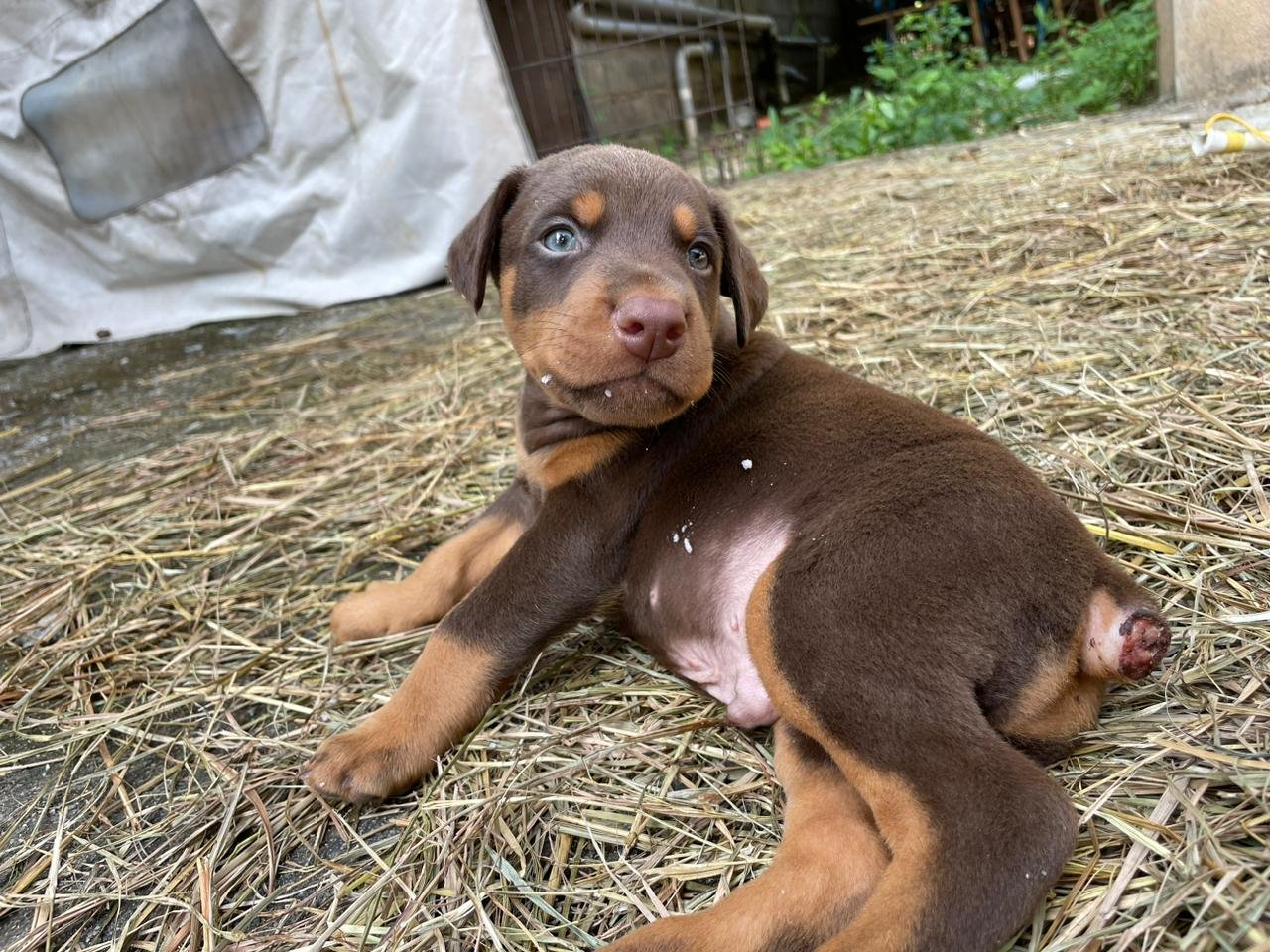 Doberman puppies available in Chennai