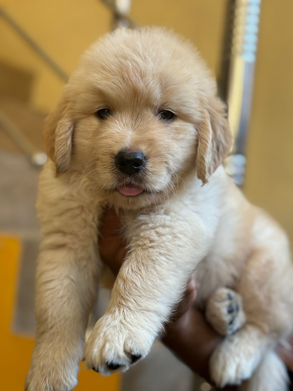 Golden retriever puppies available in Chennai