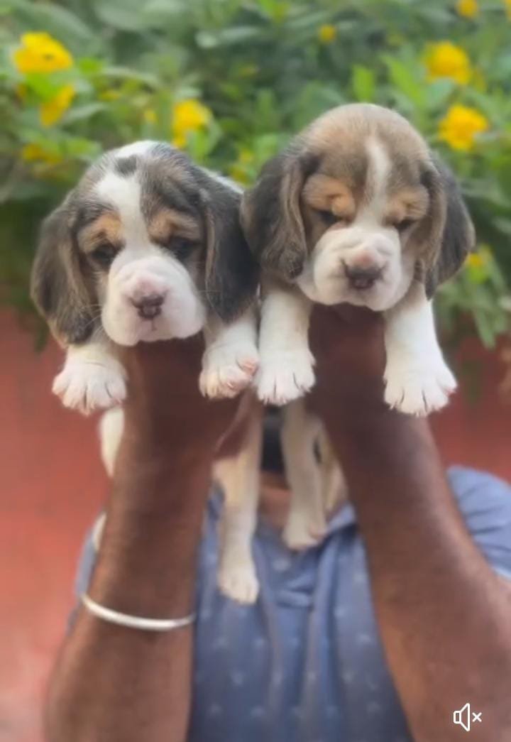 Beagle puppy available in Chennai