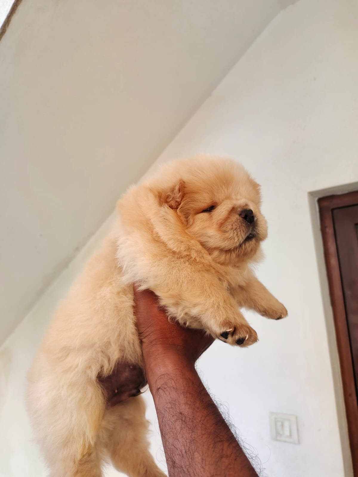 Chow Chow puppies available in Chennai