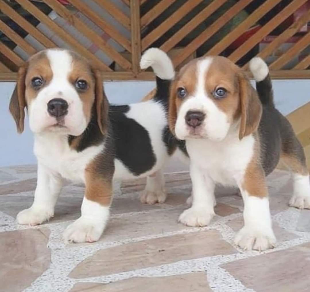 Beagle puppy