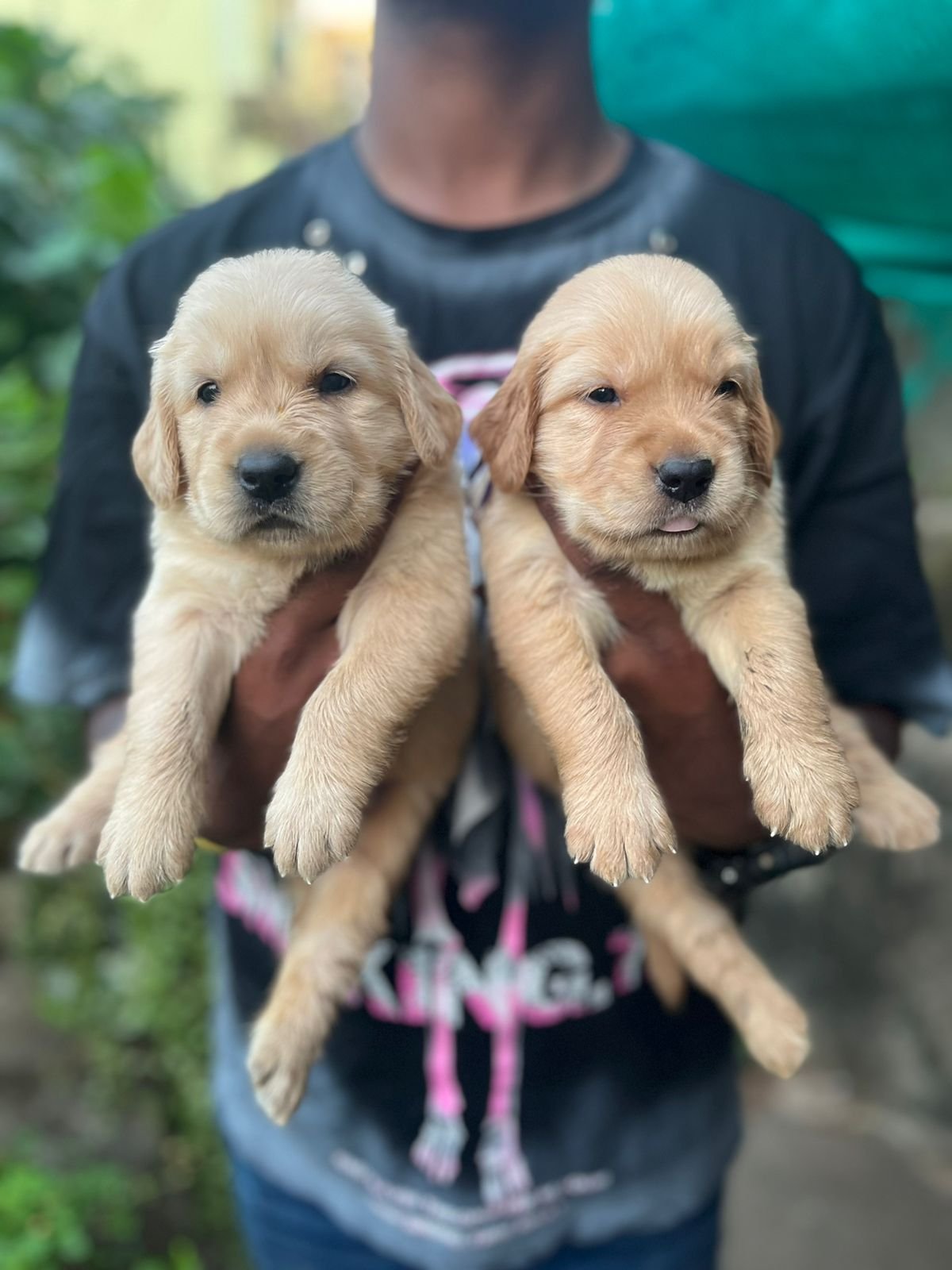 Golden retriever puppies available in Chennai