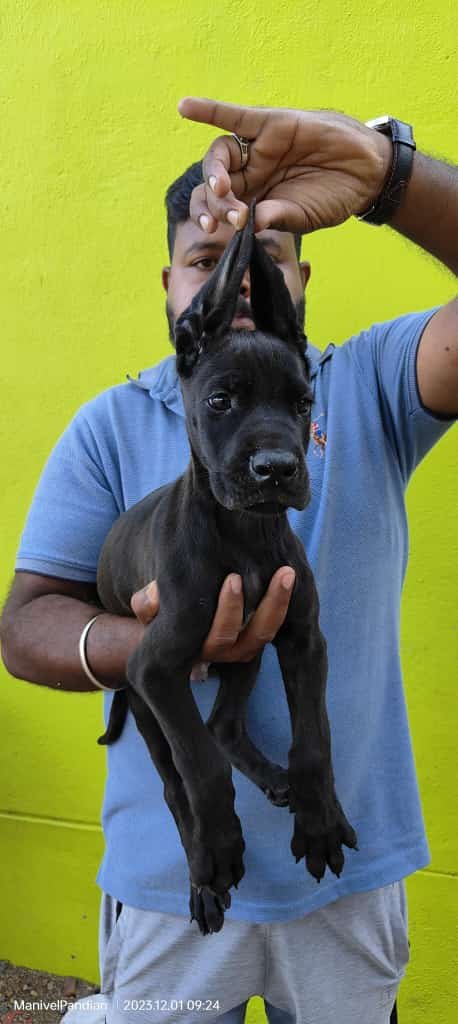 Great dane puppies available in Chennai