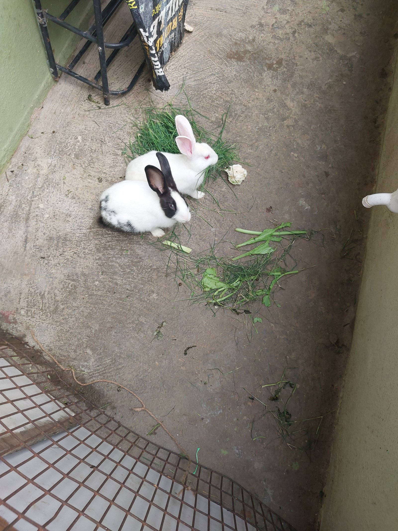 2female-rabbits-for-slae-iid-738637