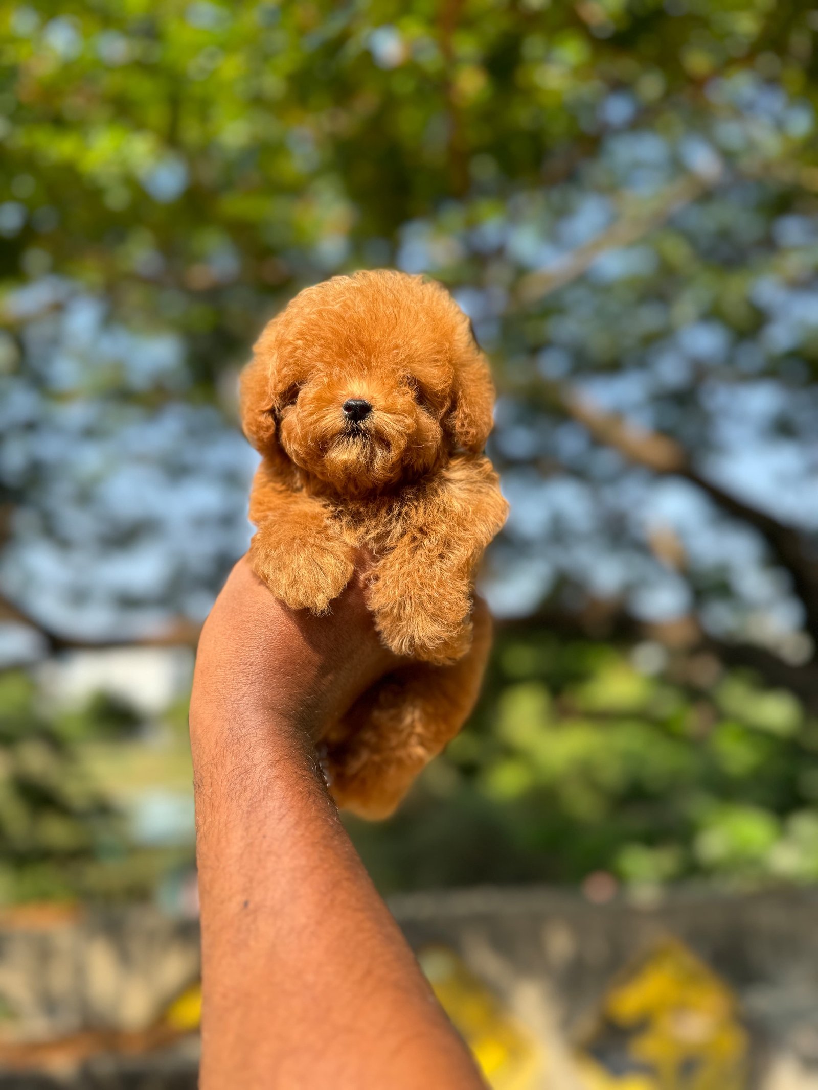 Toy poodle puppies available in Chennai