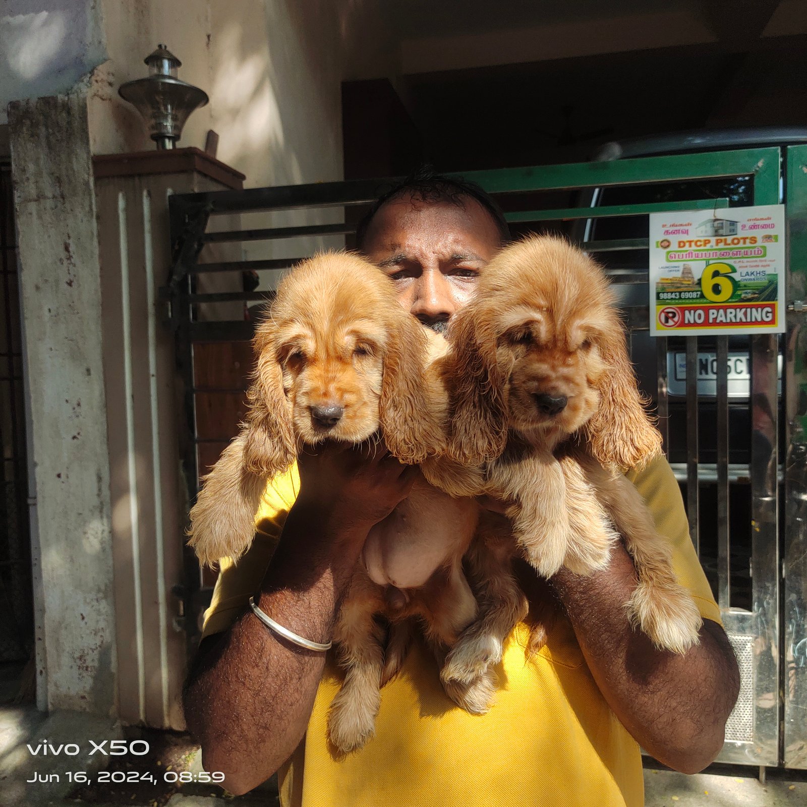 Cocker spaniel puppies available in Chennai