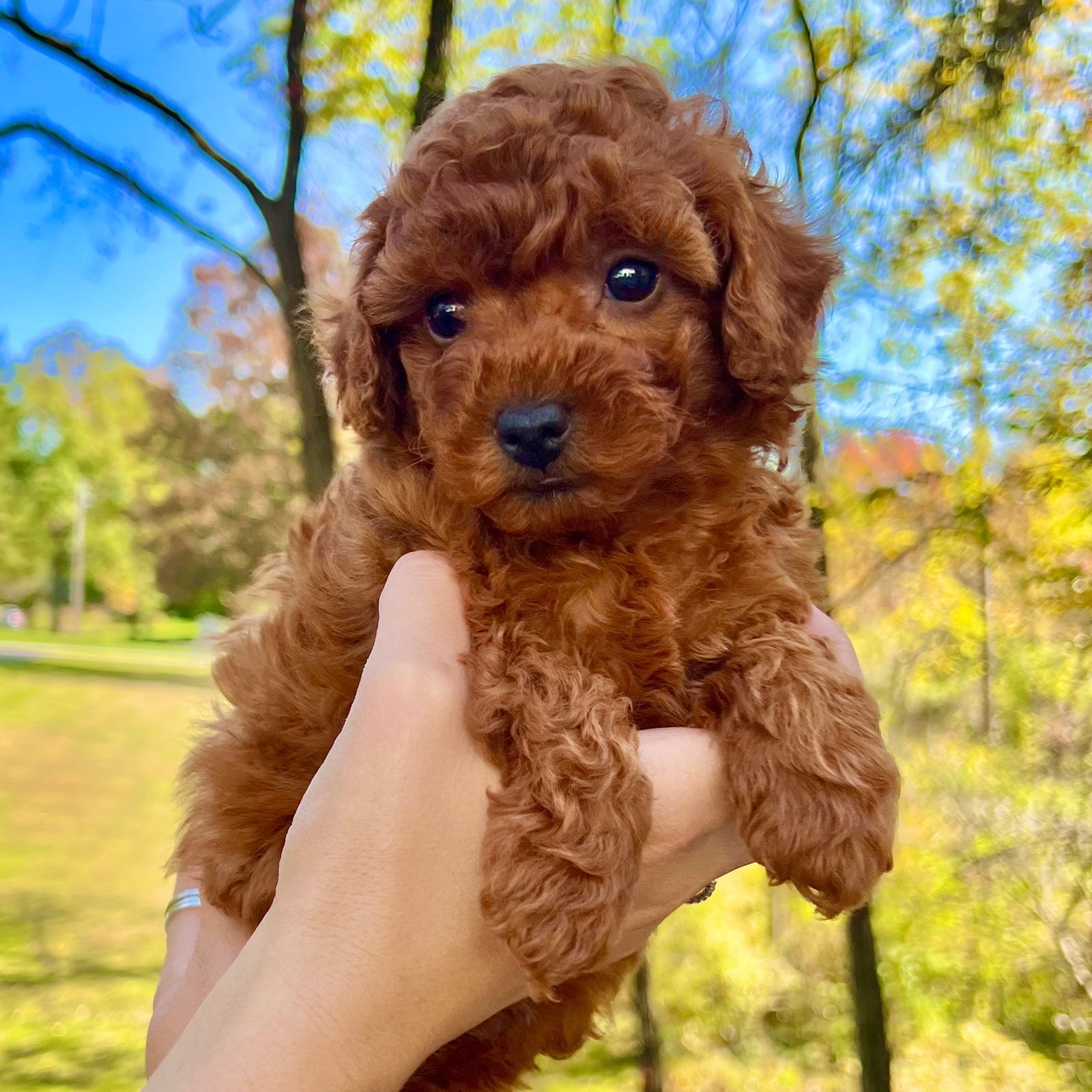 Toy poodle puppies available in Chennai