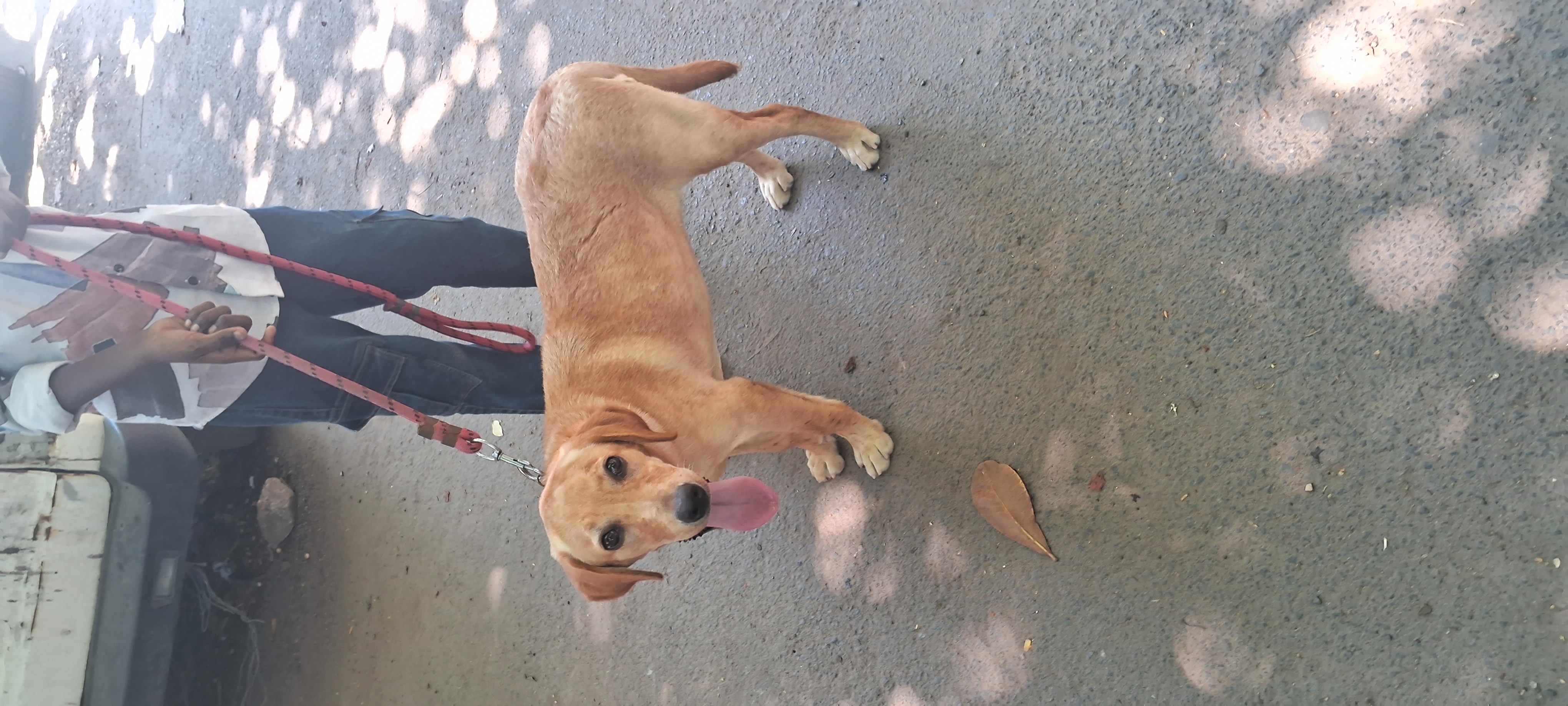 Labrador retriever