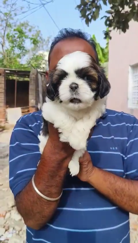 Shihztu puppies available in Chennai