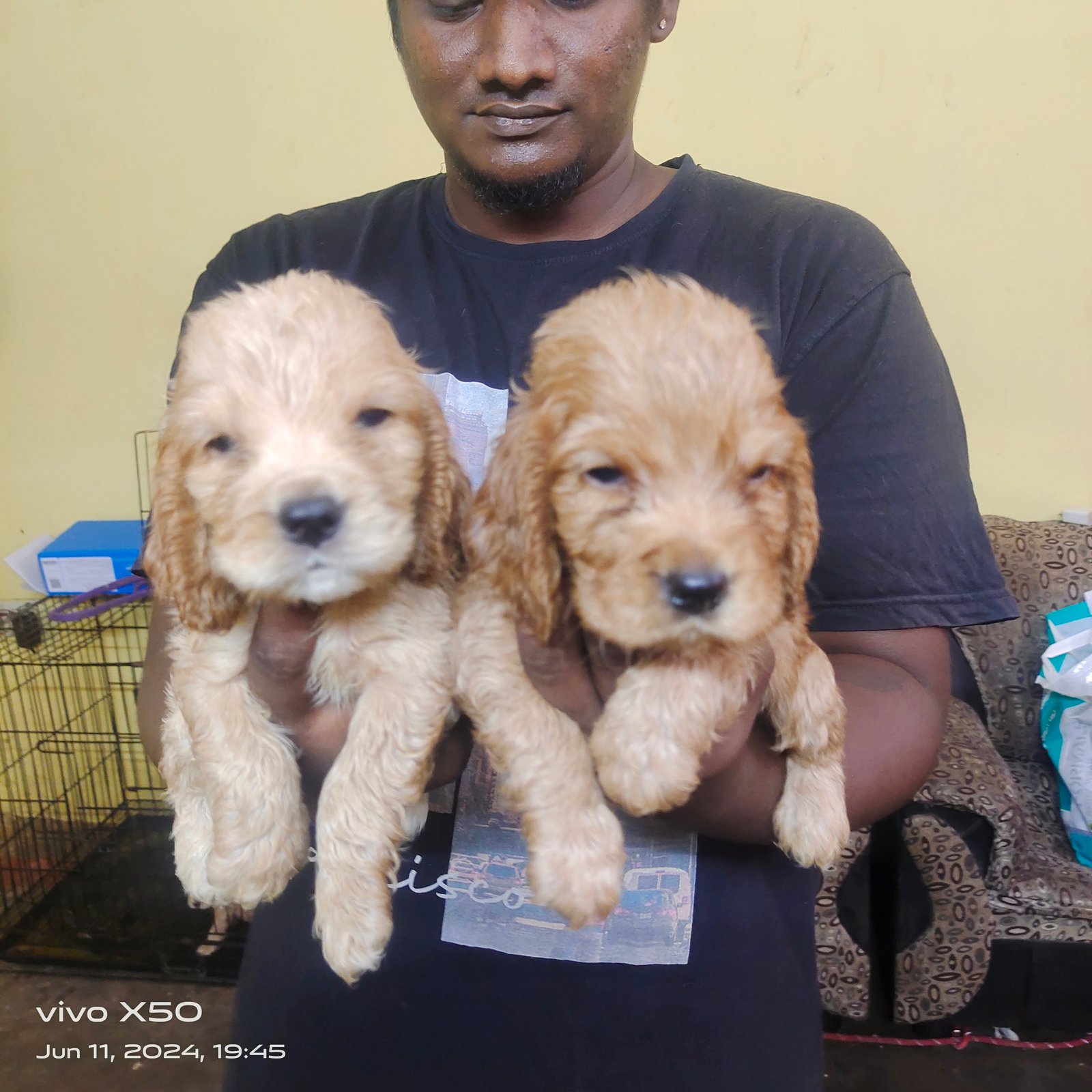 Cocker spaniel puppies available in Chennai