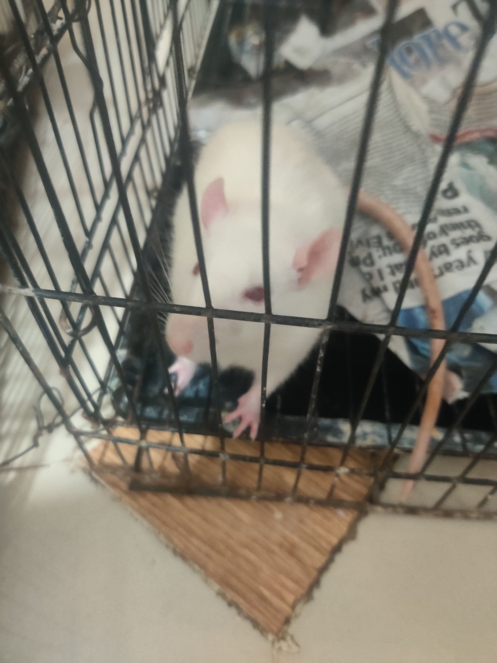 rats-of-sale-iid-738777